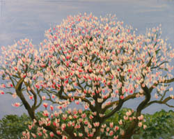 Flowering Magnolia